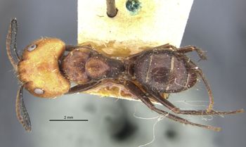 Media type: image;   Entomology 22945 Aspect: habitus dorsal view